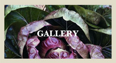 Photo Gallery