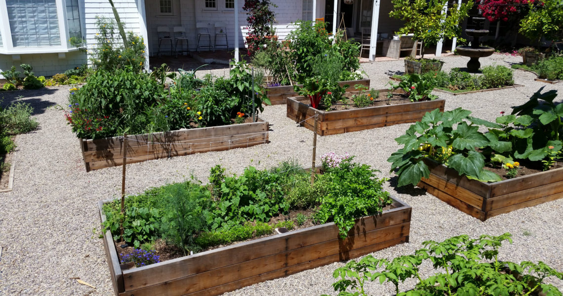 This Chef's yard has it all: raised beds with vegetables, in-ground herbs, fruit trees, and more.