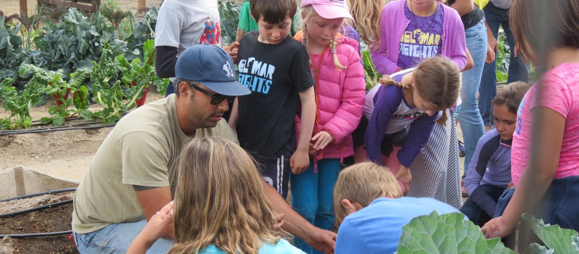 Del Mar Elementary (and parents) learning about rainbow chard.