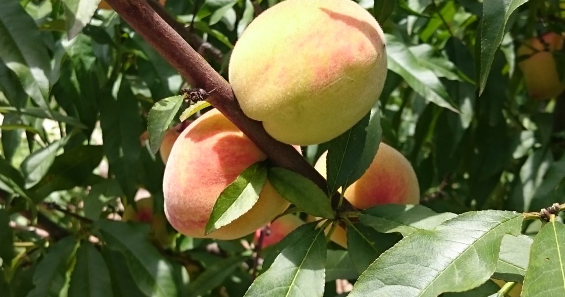 Our climate can grow many varieties of fruit, from citrus to stone.