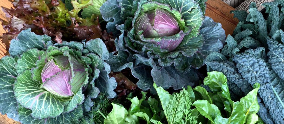 <a href="urbanplantations.com/home-gardens">Urban Plantations is Southern California’s leader in design, installation, and maintenance of edible gardens and orchards for homeowners.</a>