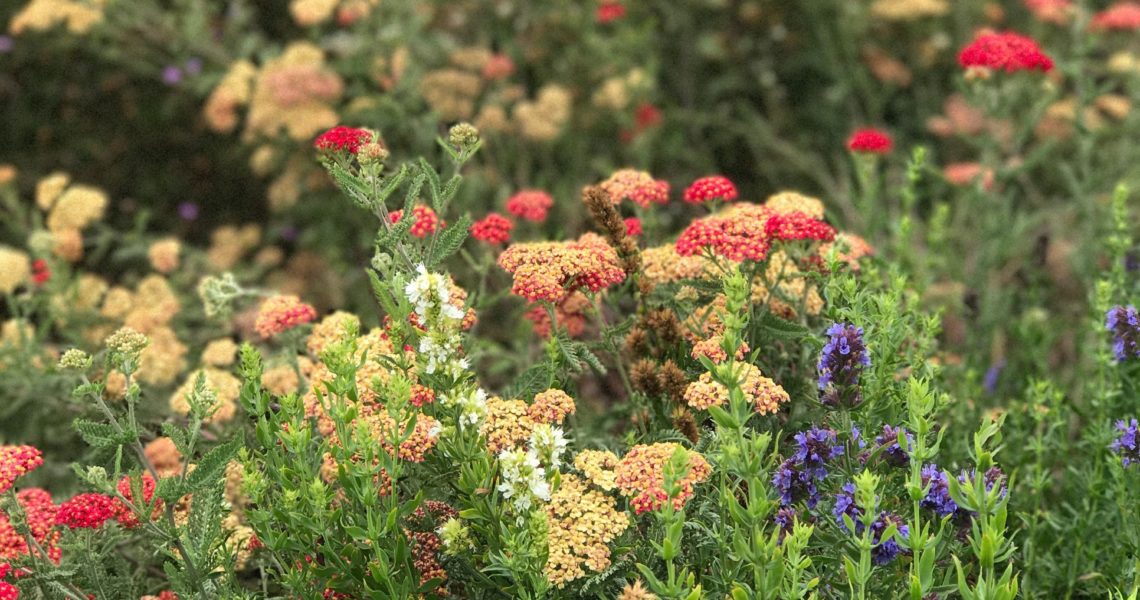 Southern California has the perfect climate for tons of herb and pollinator varieties!