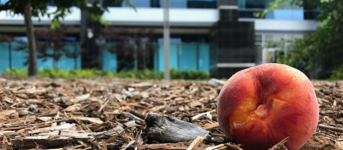 Corporate orchards add beauty and ripe fruit to your corporate kitchen.