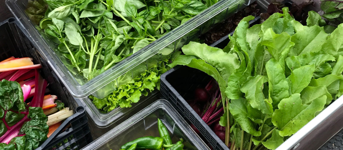 Enjoy weekly harvests for a true farm-to-table experience!