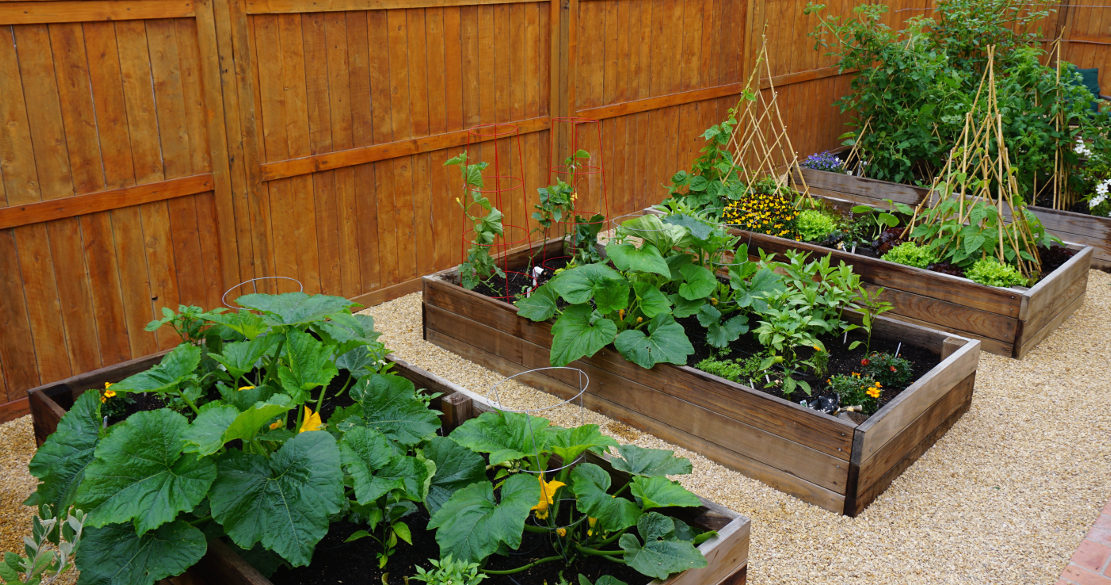 This backyard garden is looking incredible!