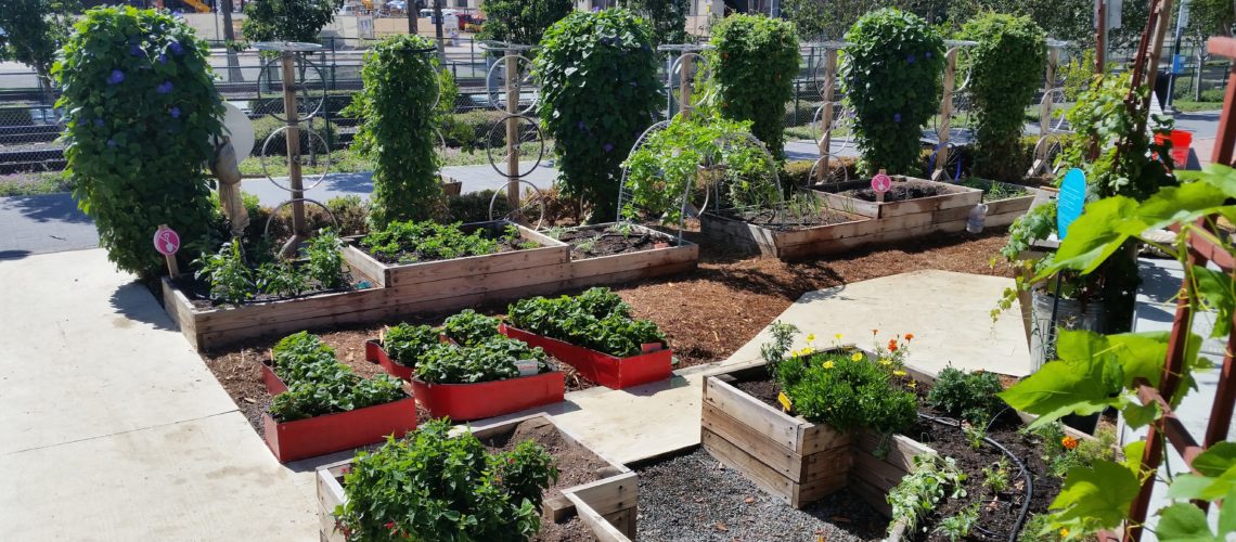 Educational opportunities showcase many upcycled building materials in this edible downtown learning garden!