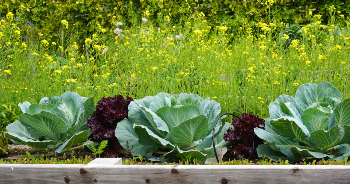 Feast on organic harvests grown right in your own backyard!