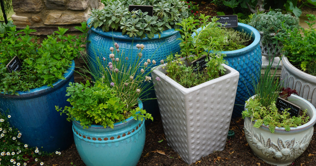 Keeping herbs potted can be a beautiful alternative.